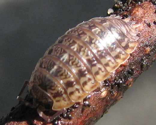 Porcellio spinicornis?